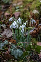 pretty clump of  white snowdrops