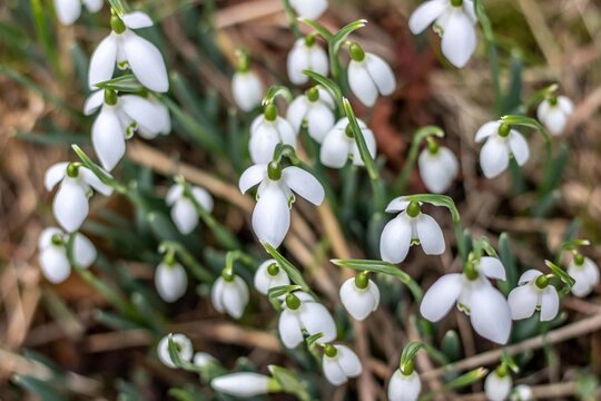 beautiful white snowdrops in spring