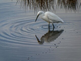 beautiful little egret and reflection in the water