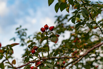 Ripe red rosehip berries among the branches with green leaves and thorns. Nature in autumn during the harvest season for drying and storage