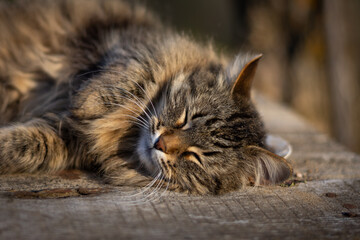 Fluffy cat lies and sleeps on a wooden table on a summer sunny day