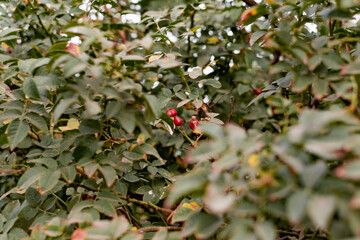 Ripe red rosehip berries among the branches with green leaves and thorns. Nature in autumn during the harvest season for drying and storage