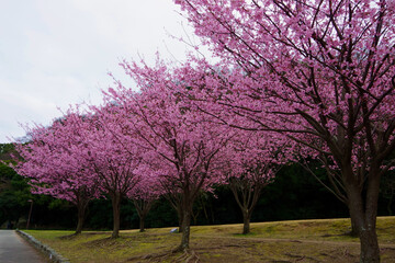 蜂須賀桜　徳島城で満開　桜　花見　日本