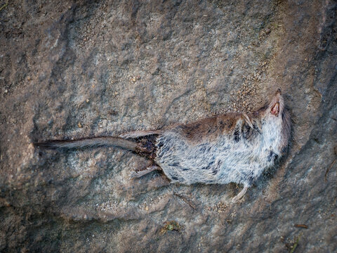 Martwa mysz na kamieniu