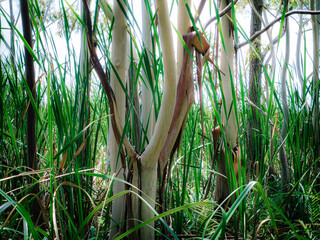 Fototapeta premium grass and water