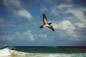 Südamerika, Vogel in Brasilien, Fernando de Noronha