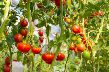 Ripe and unripe tomatoes in organic garden. Red, yellow and green fresh natural vegetables