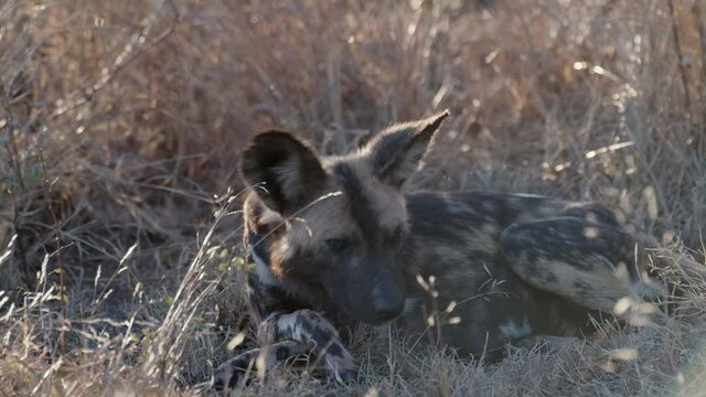 Wide Shot of a Wild Dog swiping annoying fly away from his face, Greater Kruger.