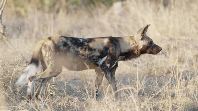 Full body shot of a Wild Dog walking in slow motion through the dry grass.