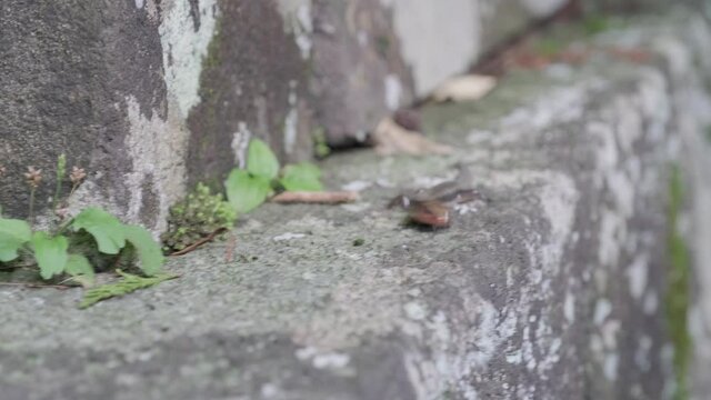 gecko crawling around on a concrete wall