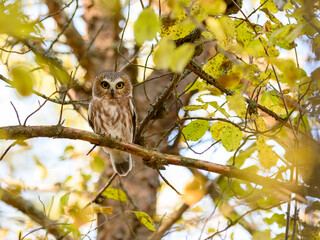 Northern Saw-whet Owl Sitting on Tree Branch in Fall