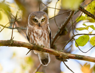 Northern Saw-whet Owl Sitting on Tree Branch in Fall