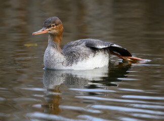 Female Red-breasted Merganser with Reflection Swimming in Green Water in Fall
