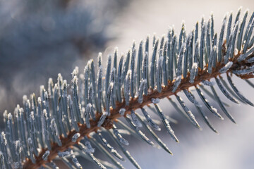 A branch of a blue Siberian spruce is covered with frost on a sunny winter day. Macro photo of nature.