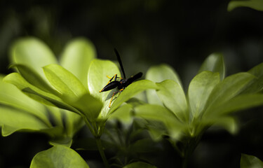 Avispa en matas insecto planta