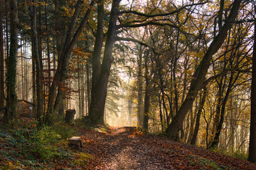 Nebelwald im November in der Ortenau