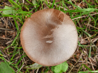 fresh mushroom seen from above