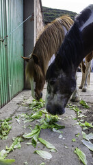 Horses eating farm