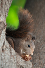 Ardilla malagueña comiendo un piquito.