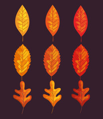 Autumn leaves set design, season nature ornament garden decoration and botany theme Vector illustration