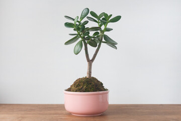 kokedama with crassula plant