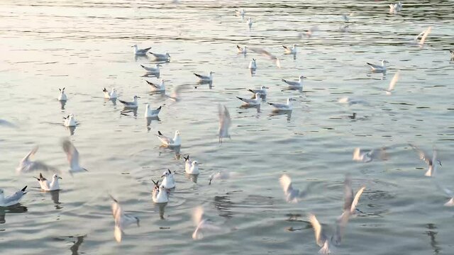 Emigrated seagull sit over water and flying around in Bangpu, Samut Prakan, Thailand.