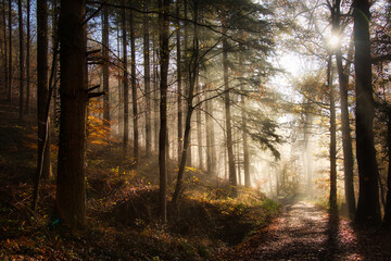 Fototapeta premium Nebelwald im November in der Ortenau