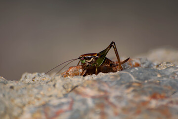 grasshopper close-up on a chip