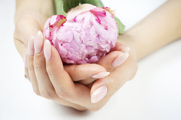 Beautiful pink peony in lady's hands.