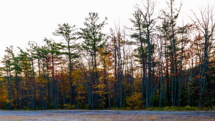 Fototapeta premium Autumnal tree line