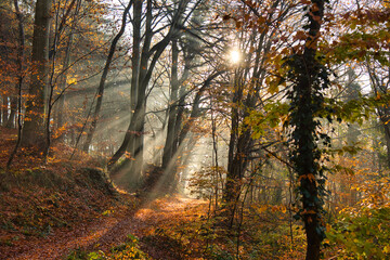 Nebelwald im November in der Ortenau