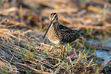Bécassine des marais,.Gallinago gallinago, Common Snipe