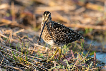 Bécassine des marais,.Gallinago gallinago, Common Snipe