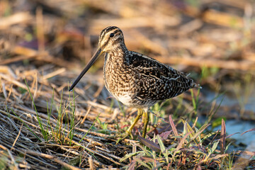 Bécassine des marais,.Gallinago gallinago, Common Snipe