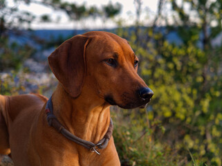 Dog Breed rhodesian ridgeback portrait in nature Jena