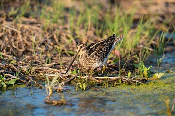 Bécassine des marais,.Gallinago gallinago, Common Snipe