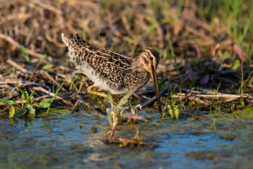 Fototapeta premium Bécassine des marais,.Gallinago gallinago, Common Snipe