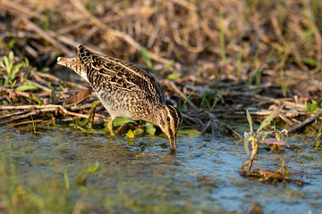 Bécassine des marais,.Gallinago gallinago, Common Snipe