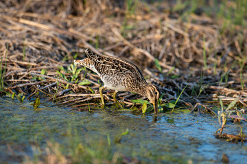 Bécassine des marais,.Gallinago gallinago, Common Snipe