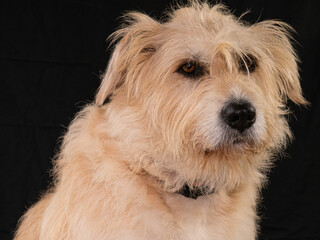 STUDIO PHOTO OF SHEPHERD DOG SITTING WITH BLACK BACKGROUND