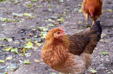 Photo of young chicken in the yard