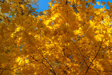 Golden fall. Norway Maple (Acer platanoides) in deciduous forest, Central Russia