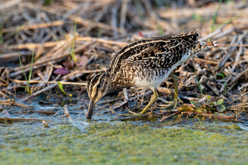 Bécassine des marais,.Gallinago gallinago, Common Snipe