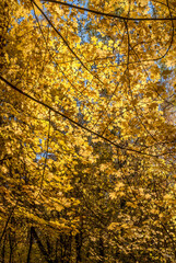 Golden fall. Norway Maple (Acer platanoides) in deciduous forest, Central Russia