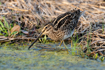 Bécassine des marais,.Gallinago gallinago, Common Snipe