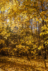 Golden fall. Norway Maple (Acer platanoides) in deciduous forest, Central Russia