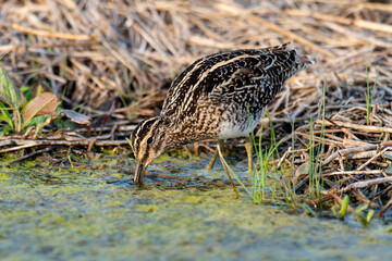 Bécassine des marais,.Gallinago gallinago, Common Snipe
