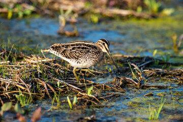 Bécassine des marais,.Gallinago gallinago, Common Snipe