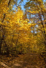 Golden fall. Norway Maple (Acer platanoides) in deciduous forest, Central Russia