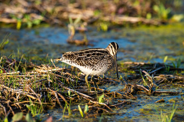 Bécassine des marais,.Gallinago gallinago, Common Snipe